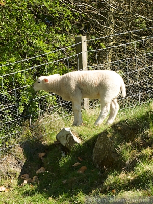 Housesteads Sheep 2
