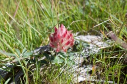 Possibly Red Lupine